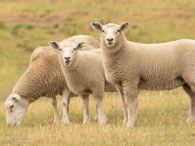 Sheep Meat